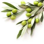 industrial oil expeller Olive cooking edible oil pre- press machine line