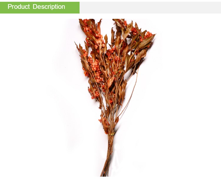 Natural Green Preserved Eucalyptus Leaves Real Touch Feel & Eco Friendly