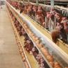 Buy cheap 0 - 20kw A Frame Layer Cages , 3 / 4 / 5 Tiers Poultry House Equipment from wholesalers