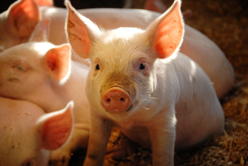 609-386-0 EINECS No. MCP Calcium Hydrogen Phosphate A Must-Have for Aquaculture Animals