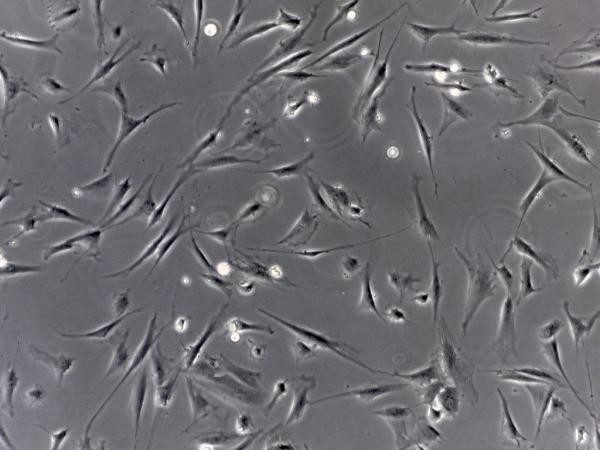 Polystyrene 175cm2 Cell Culture Flask Vent TCT Flask Sterile