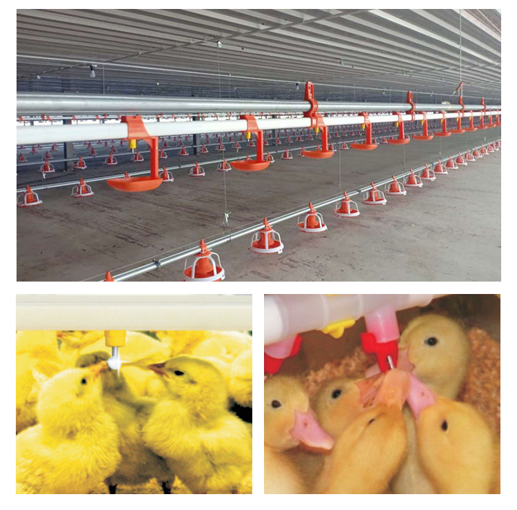 Automatic feeding pan line poultry feeders and drinkers chicken 1