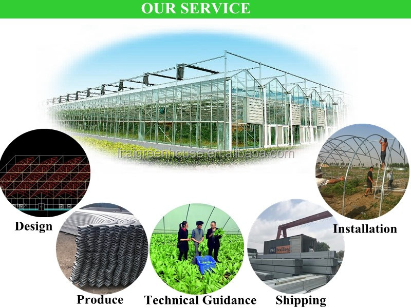 Single Layer Multi-Span Agricultural Greenhouses for Large-Scale Tomato Plant Farming