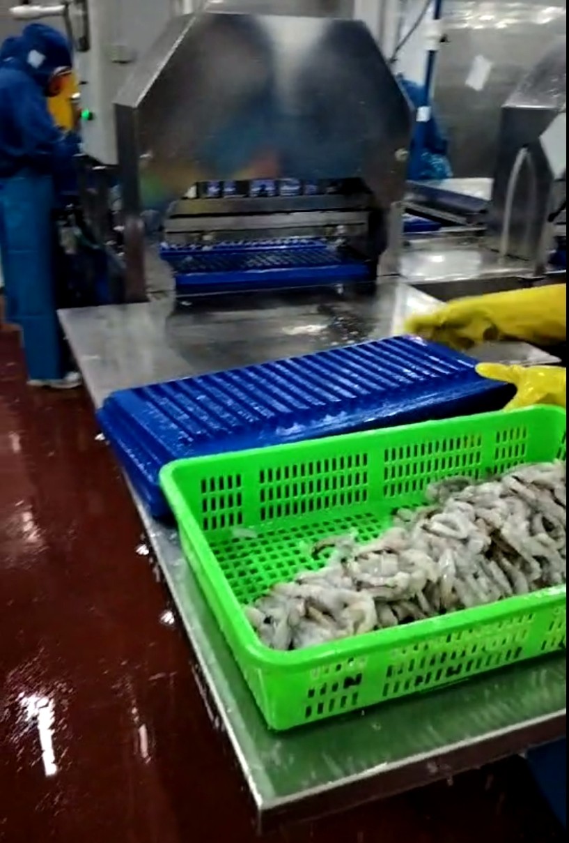 New Design Shrimp Stretching Line, Tempura Processing Line, NOBASHI Processing