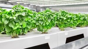 780W Greenhouse LED Grow Light Full Spectrum With UV IR 4 X 4 Ft For Indoor Planting