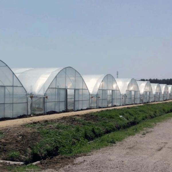 Seedling Cultivation Juxiang Hydroponic Farm Film Greenhouse with Customized
