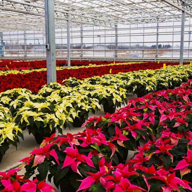 Guaranteed Quality Proper Price Intelligent Garden Glass Frame Agriculture Greenhouse Sale