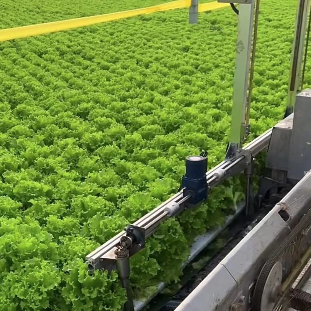 Multi-Span Film Greenhouse for Planting Flowers