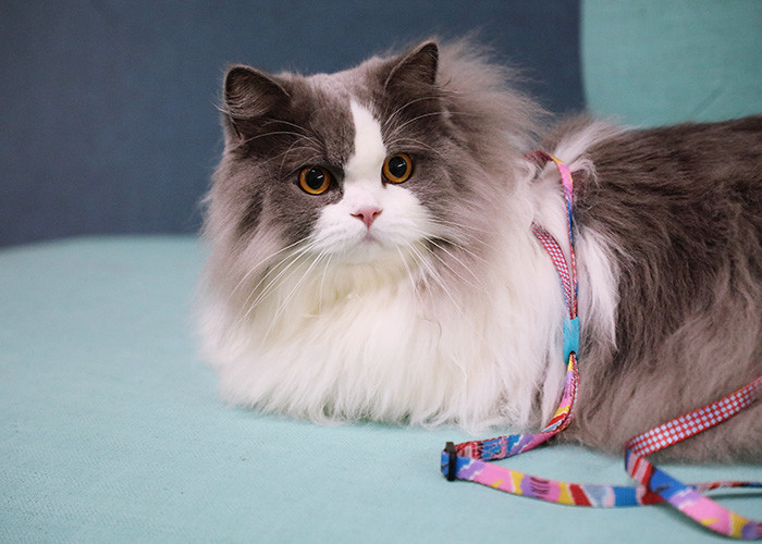 Adjustable Escape Proof Cat Lead And Harness Soft Breathable