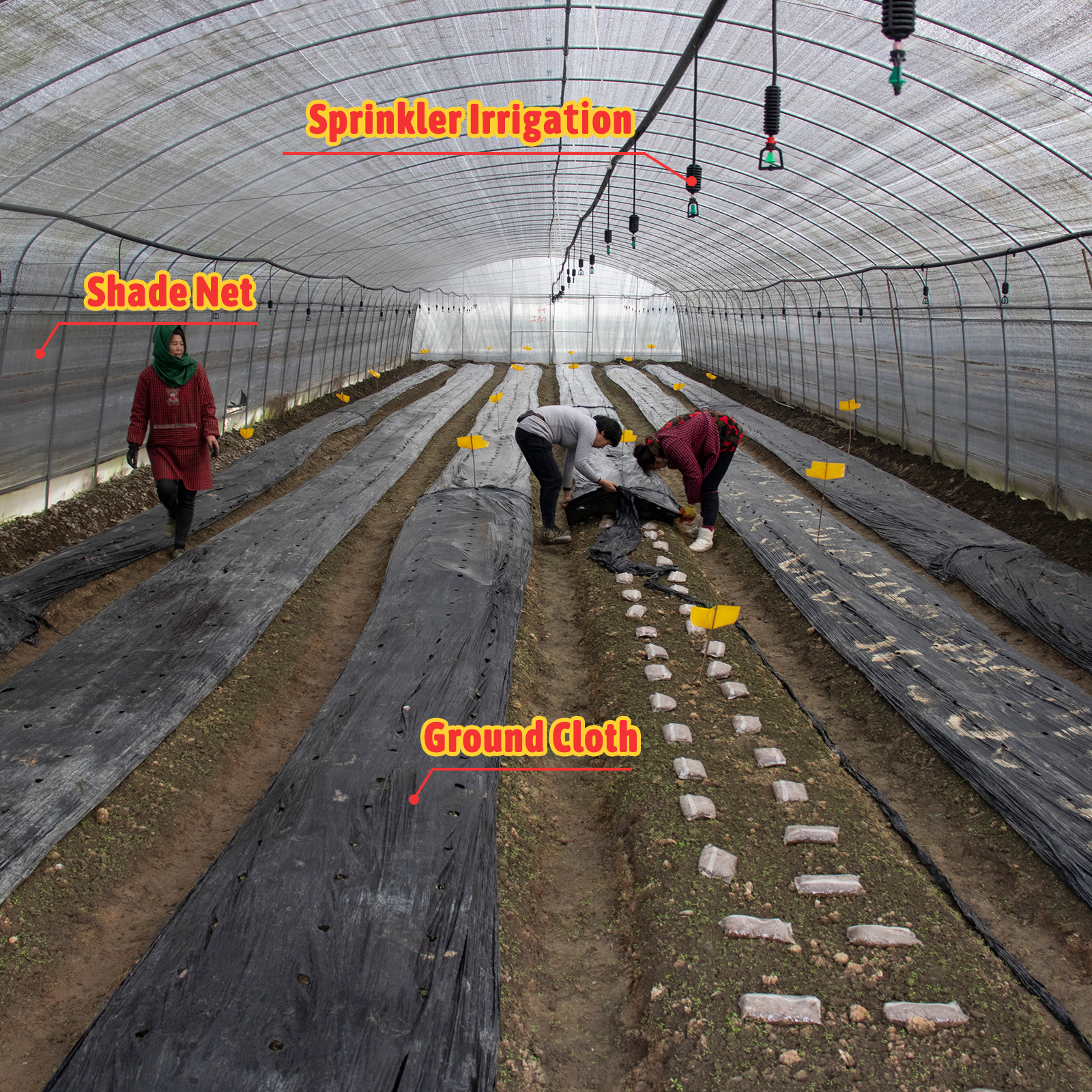 Hot Galvanized Steel Structure Tunnel Greenhouse For All-Season Farming Solutions