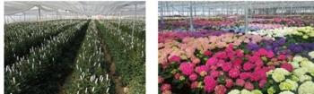 Yiwu Runsh Technology Co.,ltd