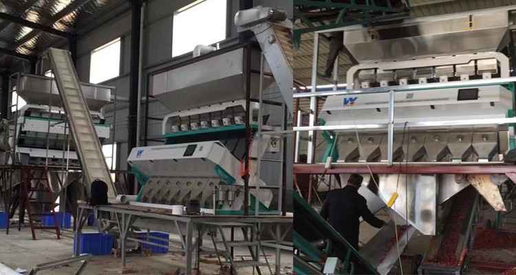 220V / 50Hz Wenyao Color Sorter Machine For Coffee Bean Cherry