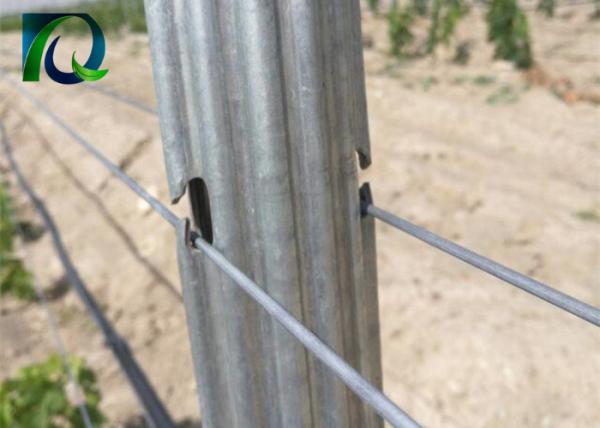 Agricultural Outdoor Tomato Trellis System , Steel Garden Post 1.8MM X 2.5M
