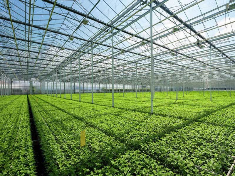 Vegetable Under/Toughened Tempered Glass
