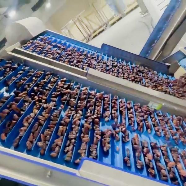 Quality Computer Control High Capacity Dates Sorting Machine 8 Lane High Precision & Defect Detection for sale