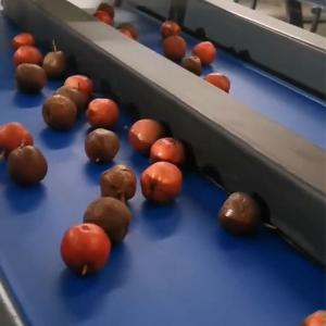 Automatic Hawthorn Fruit Sorting Machine With PLC Control Stainless Steel