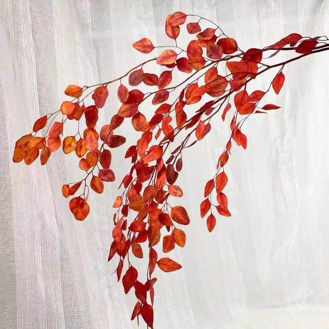 Wholesale preserved foliages preserved eucalyptus dry leaves gift rose