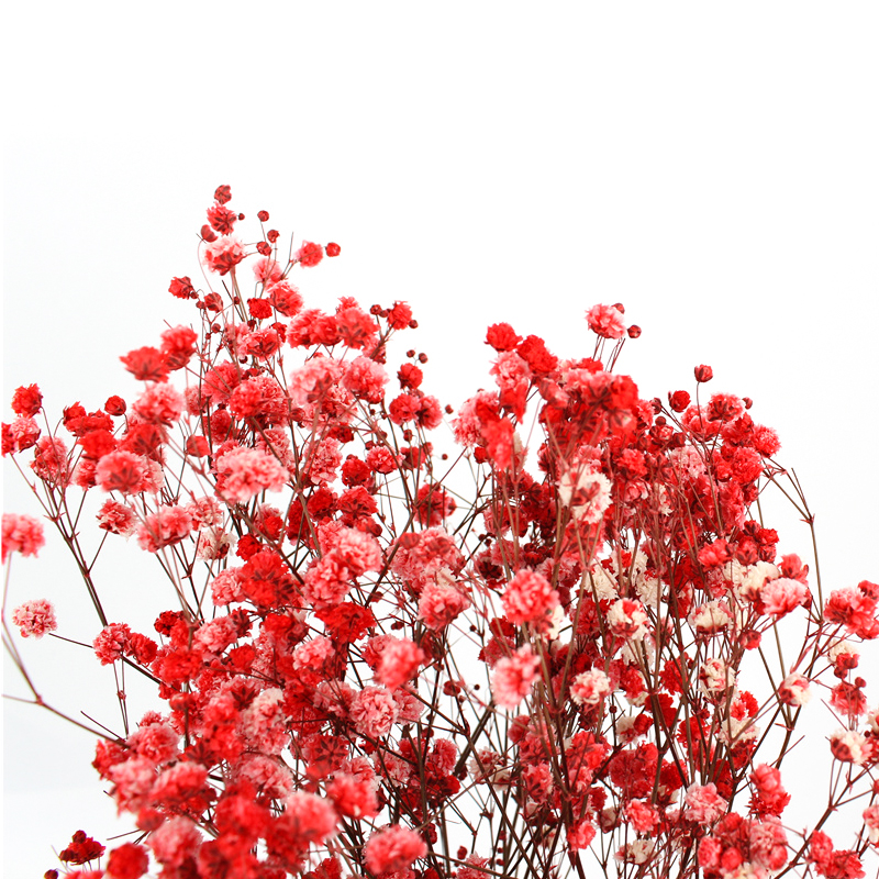 Colorful Dried Baby'S Breath Bouquet , Preserved Baby'S Breath For Gift