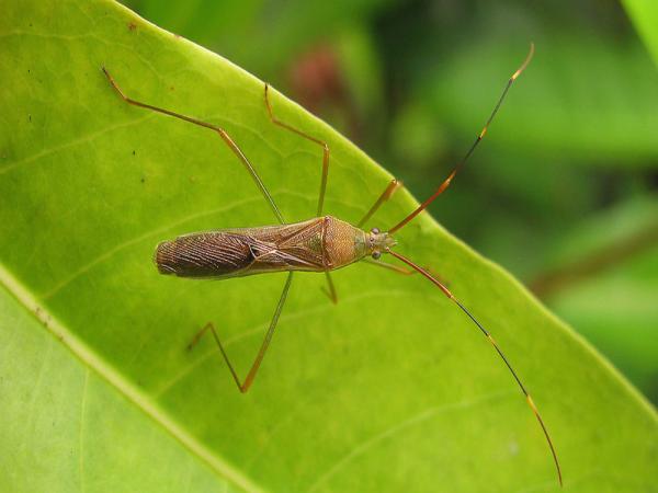 Low Toxic Agricultural Insecticide Thiamethoxam Agriculture Chemical Thiamethoxa