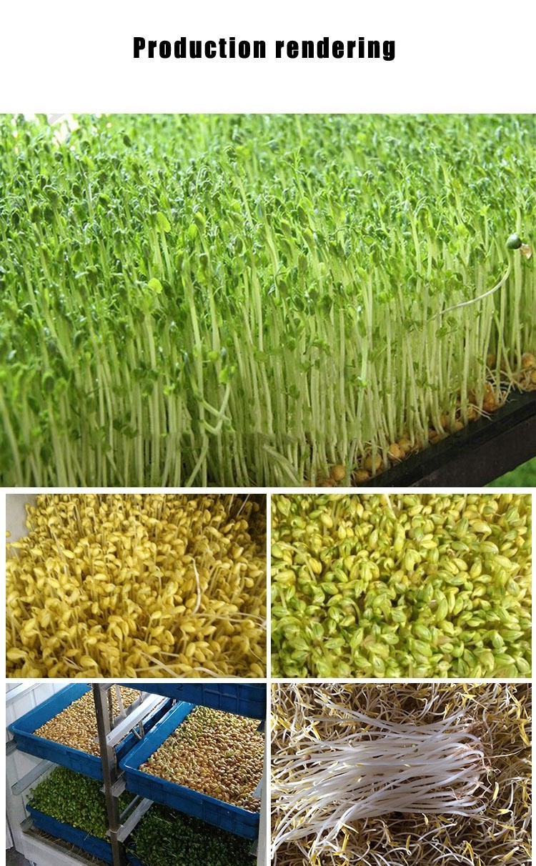 Full Automatic Fodder Growing Systems Hydroponic Automatic Sprouting Machine