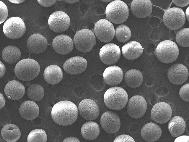 Ball Shape 10 30 Mesh 2mm Dia Ceramsite Foundry Sand and oil plant sand