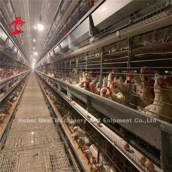 144 Birds Capacity H Type Layer Cage For Commercial Chicken Mia