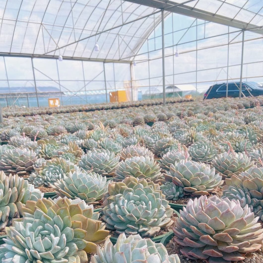 Advanced Irrigation Multi-Span Greenhouse
