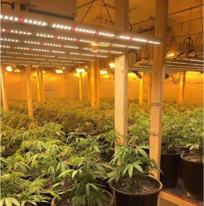 800w Topsung foldable indoor outdoor uv ir led grow light full spectrum led grow light
