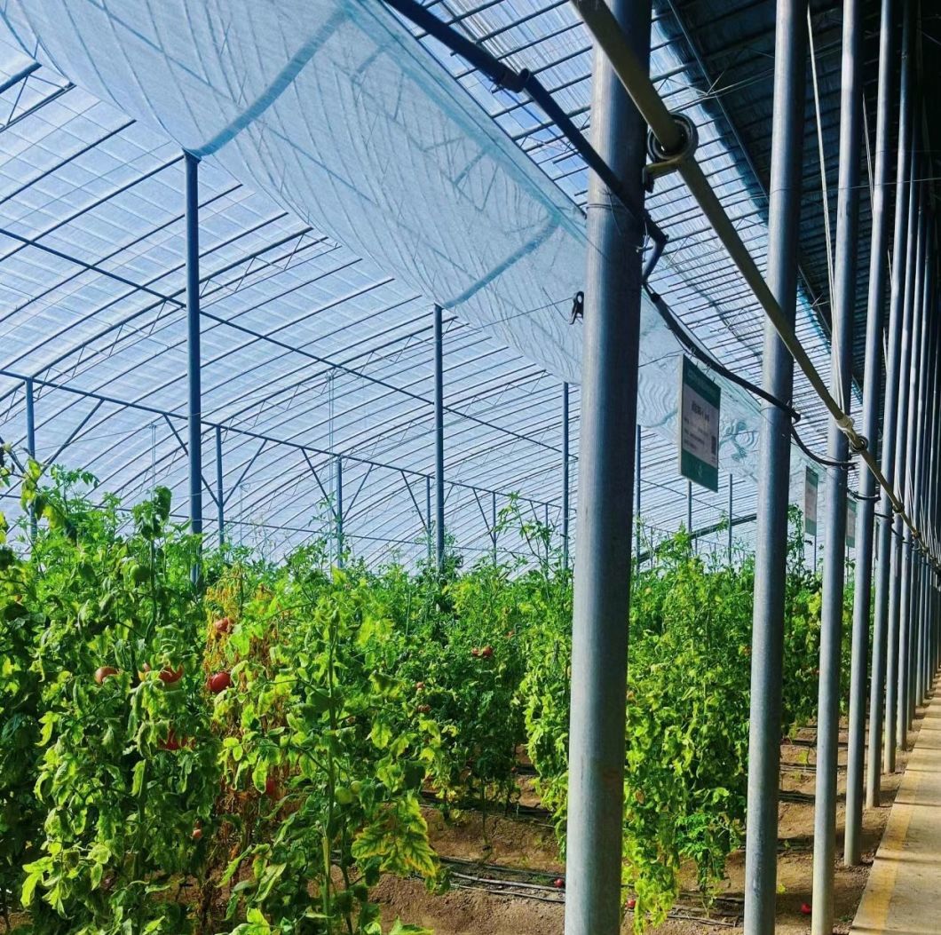 Modern Sunlight Glass Greenhouse with Automatic Irrigation System
