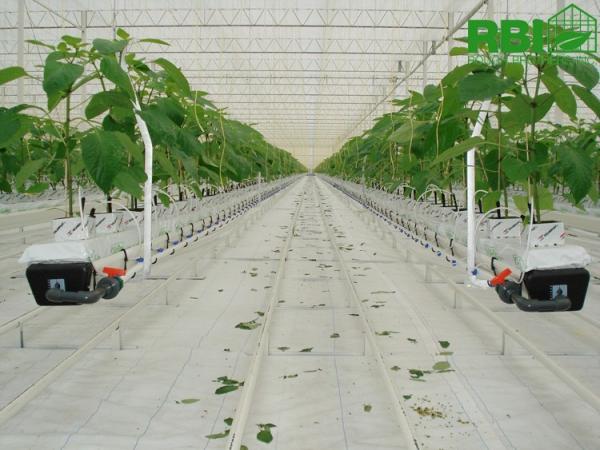 Beautiful Agricultural Glass Greenhouse , Commercial Greenhouse Structures Wind