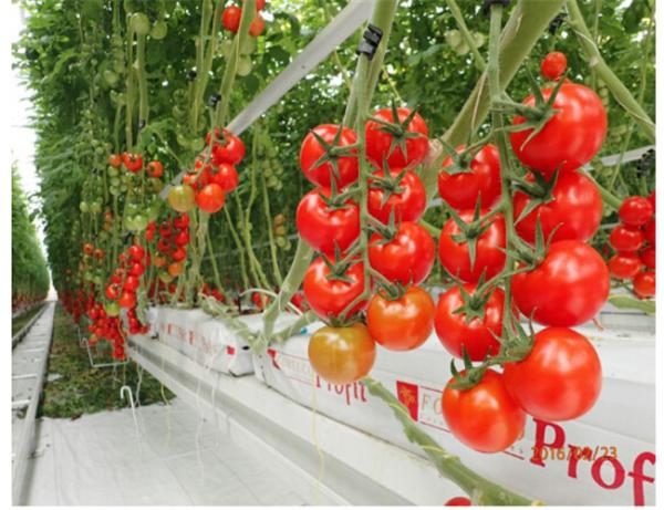 Agricultural Tomato Plant Greenhouse Covers Hollow PC Board For Against External