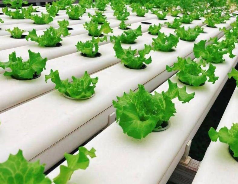 Innovative Hydroponic System for Film Greenhouse Cultivation