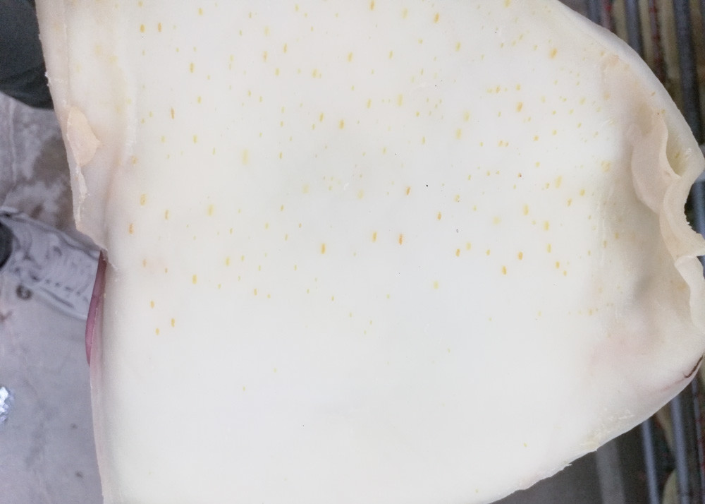 White Yellow Color Whole Dried Squid Little Additives Low Fat Iso22000 Certification