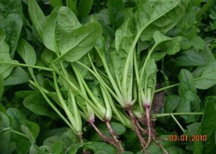 Cas no 16455-61-1Micro Granular Iron Fertilizer Organic Agricultural