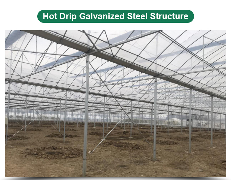 Long Life Multi-Span Film Greenhouse with Electric Control and Cooling Pad Fan System