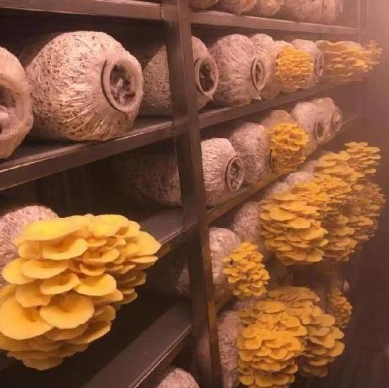 Smart Container Greenhouse for Mushroom Cultivation