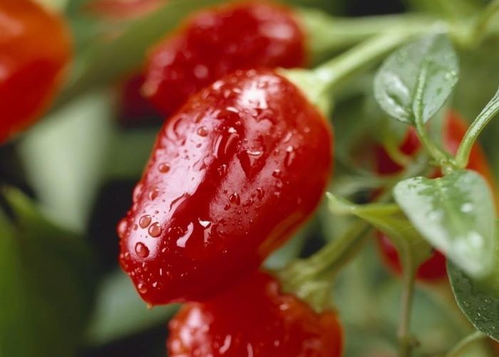 Seedless Pulverized Chilli Pepper Powder Best Chili Powder For Kimchi