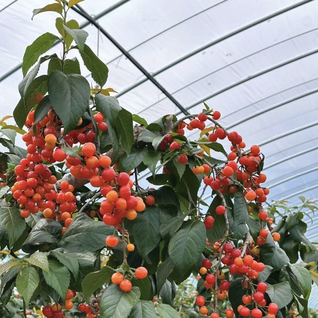 Affordable Hydroponic Tunnel Greenhouse System