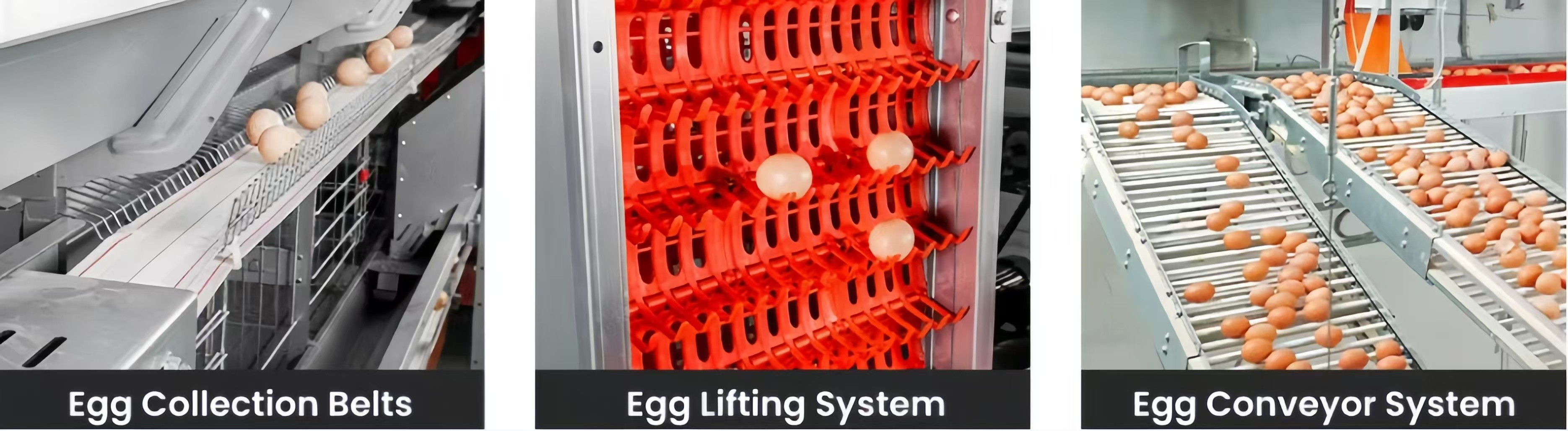 Pull Out Slat Chicken Layer Cages Automatic Harvesting Broiler Battery Cages For Laying Hens