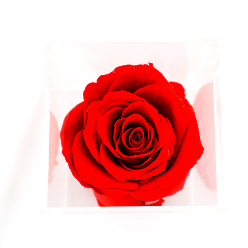 Handmade Preserved Roses Live , Real Touch Flower Decoration For Wedding Reception