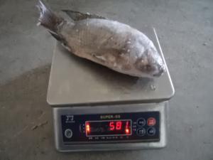  Frozen Tilapia Fish Gutted Scaled ,IQF,IWP PACKING Manufactures