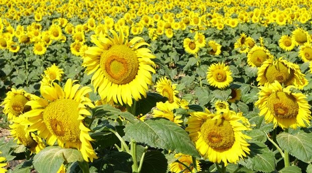 Organic Sunflower Seed 363 Natural Agricultural Products