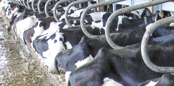 Cow Livestock Equipment Metal Cast Iron and Stainless Steel Welded for Quick Results