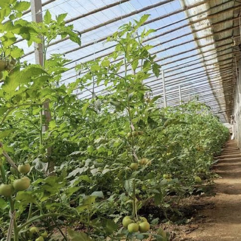Hydroponics Sunlight Greenhouse