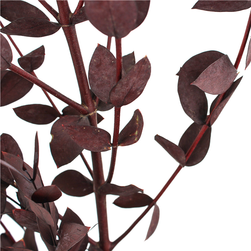 Long Lasting Dried Eucalyptus Leaves , Dried Eucalyptus Decor Eternal Life