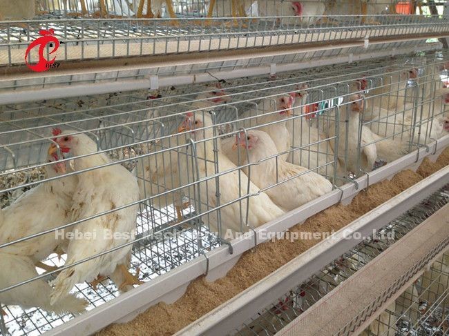 Ladder Type Chicken 2.4mm Automatic Battery Cage System In Poultry Emily