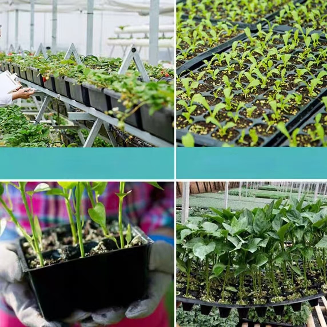 Customized Single Plant Plastic Seedling Tray PS Square Hole Disposable Seedling Trays