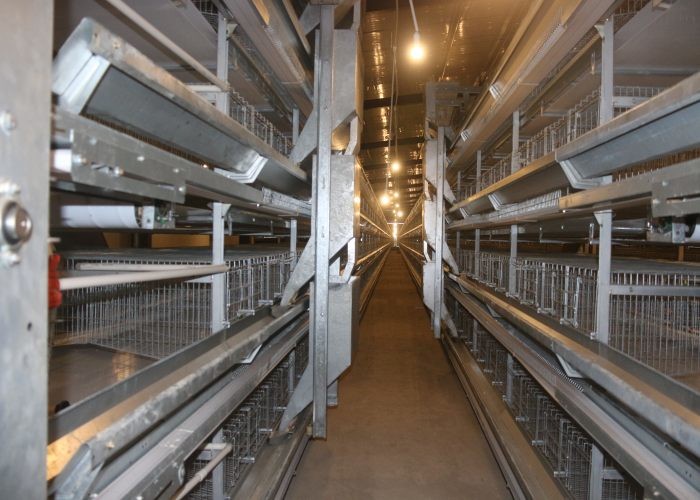192 Birds Fully Automatic Q235 4 Tiers Chicken Cage
