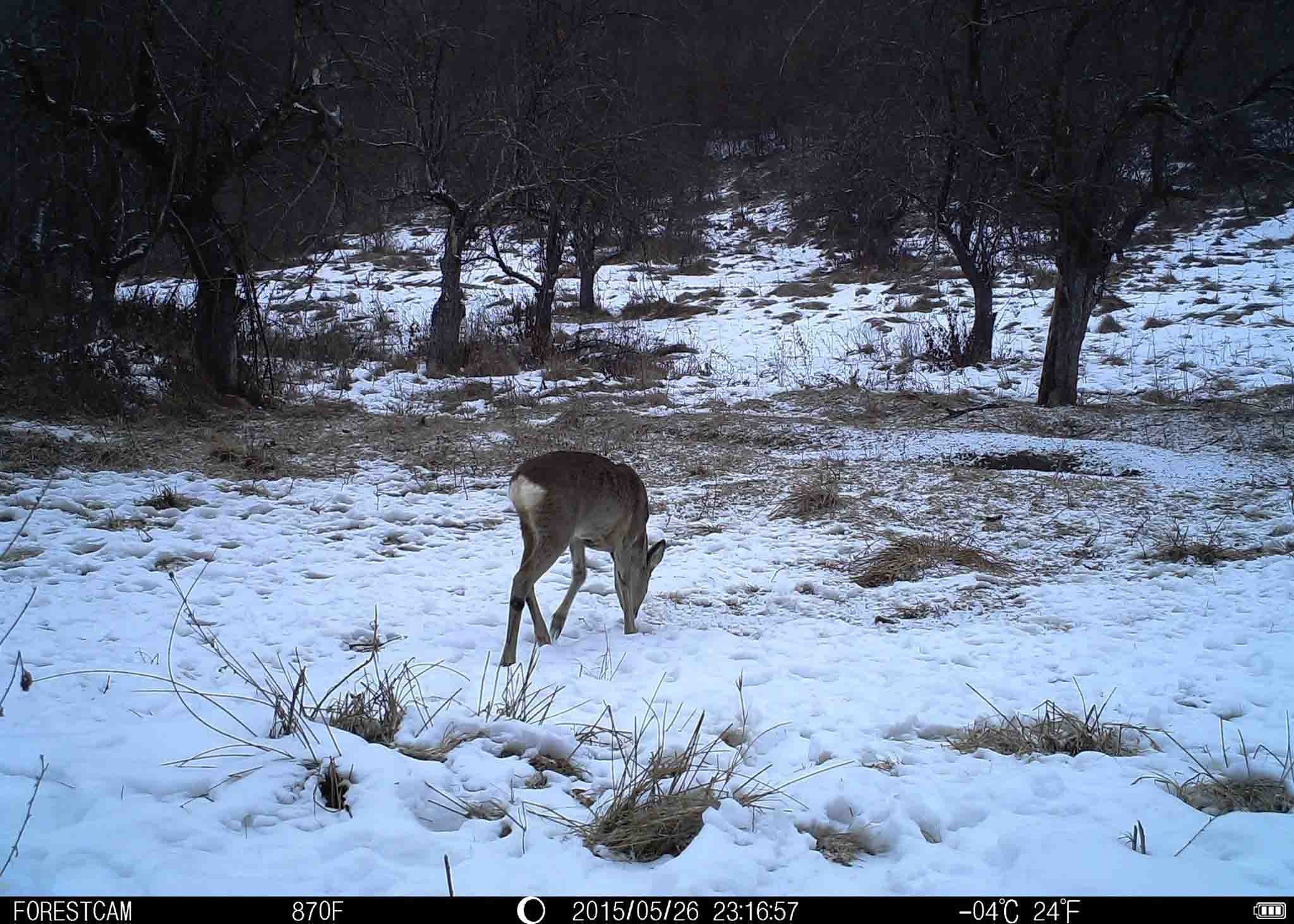 No Glow Motion Activated Hunting Camera Wireless Transmitting Game Camera