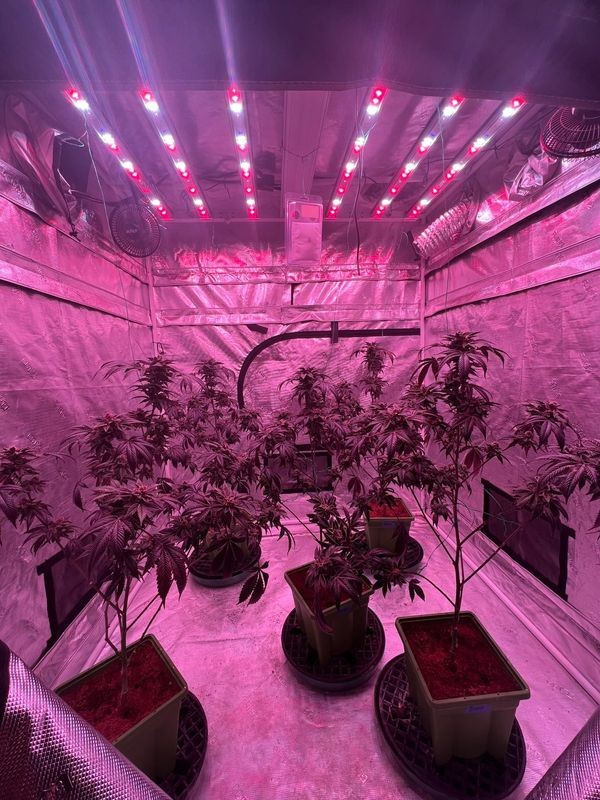 780watt Commercial Lighting LED Plant Grow Light With UV And IR For Hydroponic Fruit